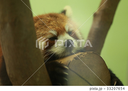 レッサーパンダ (生物 動物 昼寝 哺乳類 睡眠 仮眠 眠る 寝る) 33207654
