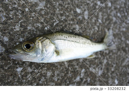 セイゴ シーバス スズキの幼魚の写真素材 3332