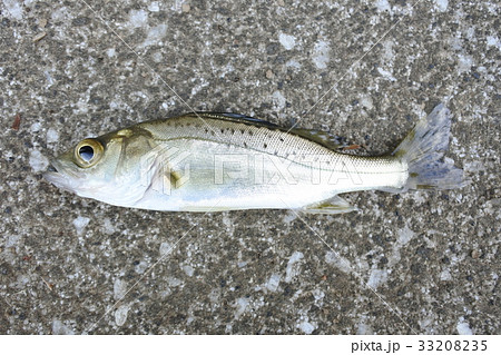 セイゴ シーバス スズキの幼魚の写真素材 3335