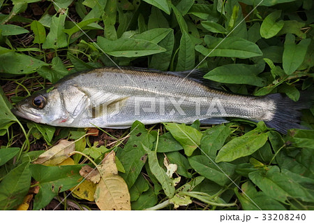 フッコ シーバス スズキの幼魚の写真素材 3340