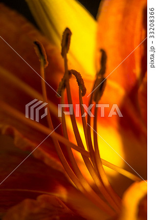 Lily red abstract texture. Macro photography 33208366