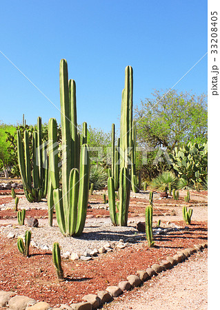 Garden of cacti, Tula de Allende, Mexico 33208405