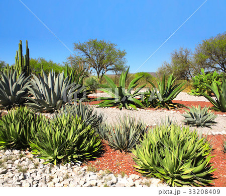 Garden of cacti and succulents,Tula, Mexico Garden of cacti and succulents,Tula, Mexico 33208409