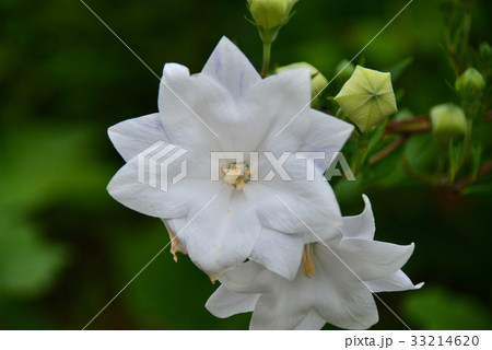 白い花の桔梗 白い花の桔梗 33214620