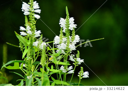 ハナトラノオ 33214622