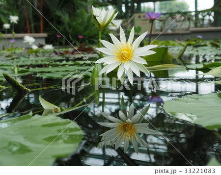 水面に映る 水面に映る 33221083