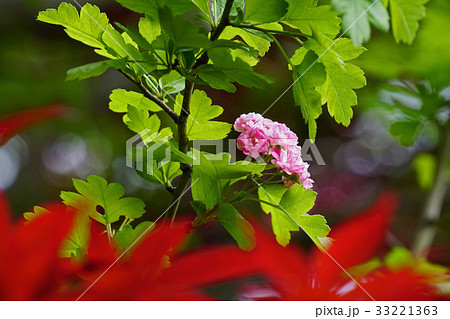 爽やかで美しい紅花サンザシ 爽やかで美しい紅花サンザシ 33221363