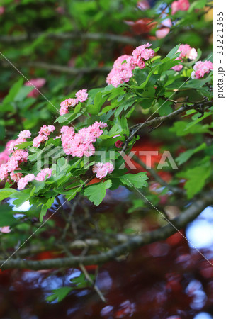 爽やかで美しい紅花サンザシ 33221365