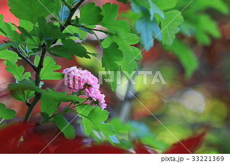 爽やかで美しい紅花サンザシ 33221369