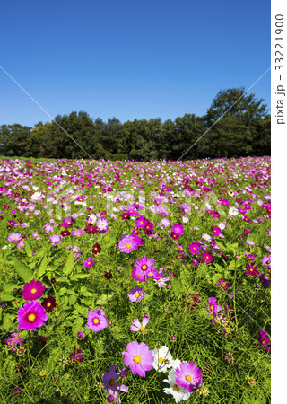 コスモスの花 33221900