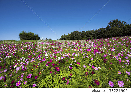 コスモスの花 33221902