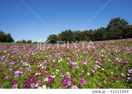 コスモスの花 33221904