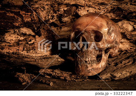 Human skull on old wood background, still life Human skull on old wood background, still life 33222347