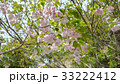 八重桜 33222412