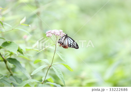 アサギマダラ アサギマダラ 33222686