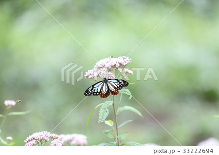 アサギマダラ アサギマダラ 33222694