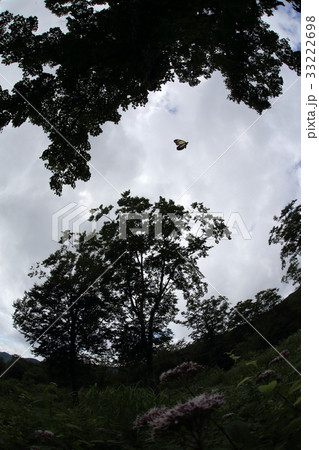 アサギマダラ アサギマダラ 33222698