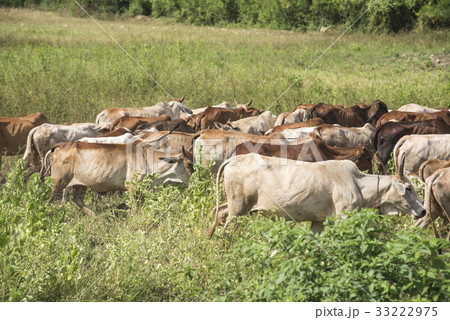 Many buffalo herds 33222975