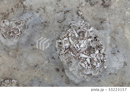石見畳ヶ浦の化石 33223157