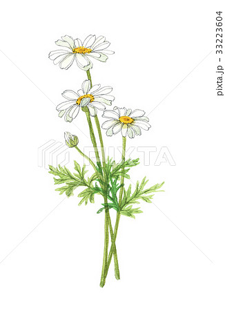除虫菊 シロバナムシヨケギクのイラスト素材