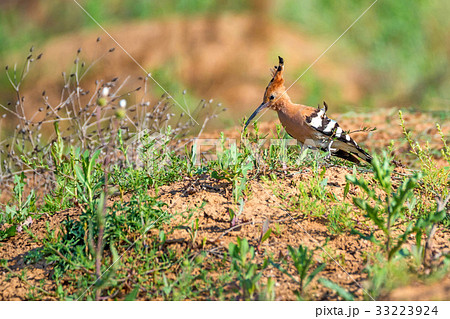 Common hoopoe or Upupa epops in steppe 33223924