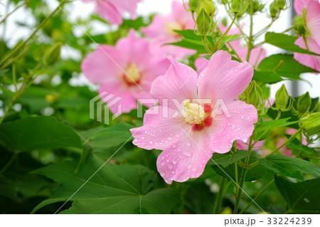 朝露の芙蓉1 朝露の芙蓉1 33224239