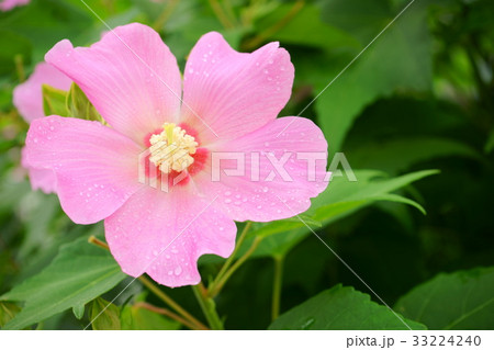 朝露の芙蓉2 朝露の芙蓉2 33224240
