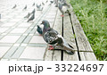 鳩 33224697