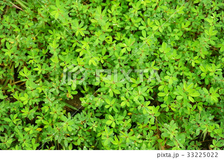朝露に濡れる夏草3 朝露に濡れる夏草3 33225022