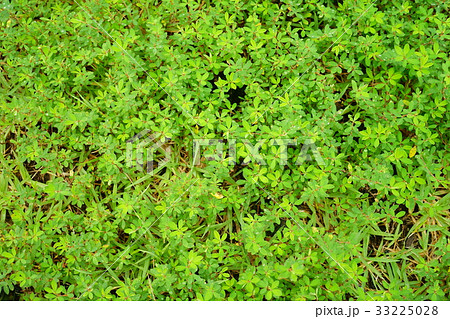 朝露の草むら１ 33225028