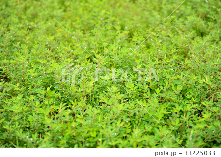 朝露の野草4 朝露の野草4 33225033
