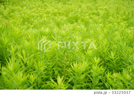 夏草やつわものどもが夢のあと3 夏草やつわものどもが夢のあと3 33225037