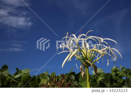 ハマユウ 33225215