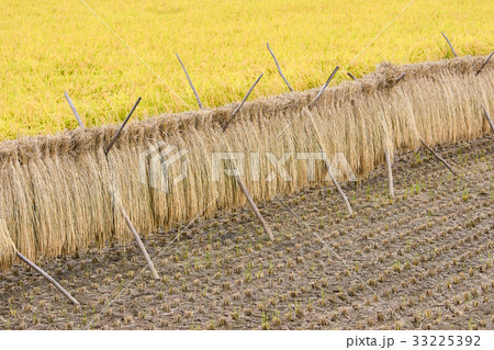 稲刈り後の風景 33225392