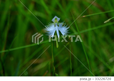 サギソウの舞 サギソウの舞 33226720