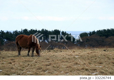 越冬地アタカの寒立馬 33226744