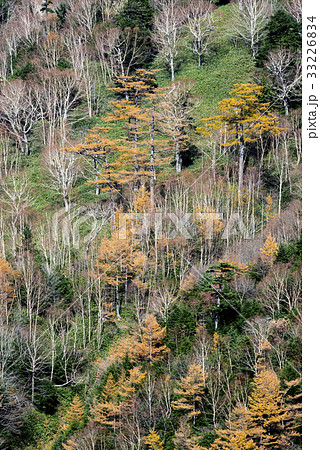 晩秋の奥日光於呂倶羅山山腹の黄葉 晩秋の奥日光於呂倶羅山山腹の黄葉 33226834