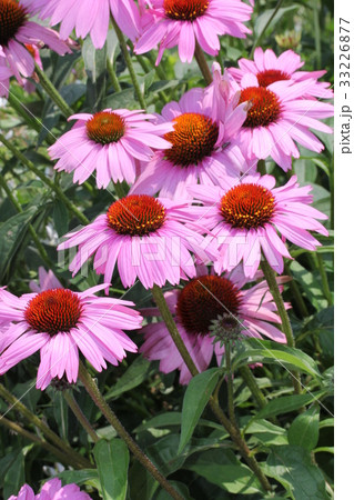 エキナセアの花 33226877