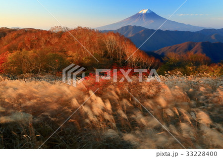 早朝の大菩薩連嶺・大蔵高丸のススキと富士山 早朝の大菩薩連嶺・大蔵高丸のススキと富士山 33228400