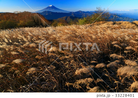 早朝の大菩薩連嶺・大蔵高丸のススキと富士山 早朝の大菩薩連嶺・大蔵高丸のススキと富士山 33228401