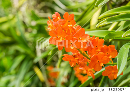 Closeup orange orchid flower Closeup orange orchid flower 33230374
