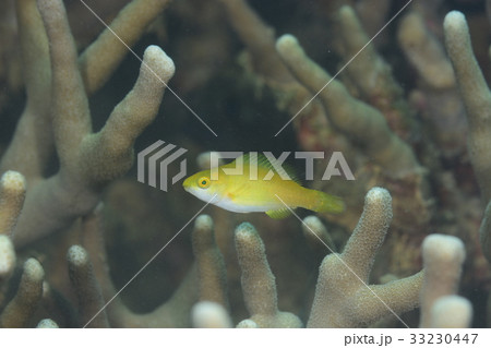 ブダイの幼魚 33230447