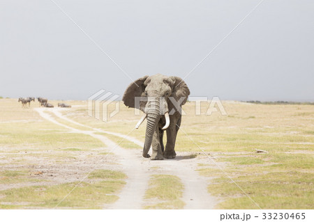 Herd of wild elephants in Amboseli National Park Herd of wild elephants in Amboseli National Park 33230465