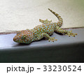 IMG_2796a_Thailand gecko smile 33230524