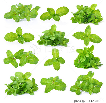 mint leaves isolated on white background 33230696