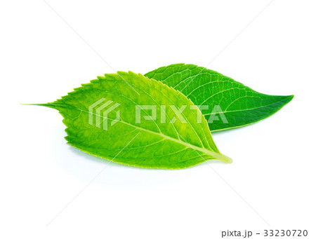 green leaves on a white background 33230720