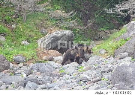 野生のヒグマ(知床半島 西岸/北海道) 野生のヒグマ(知床半島 西岸/北海道) 33231330