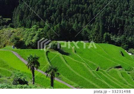 丸山千枚田 33231498