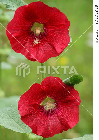 夏の花 赤いタチアオイの花の写真素材