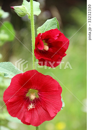 夏の花 赤いタチアオイの花の写真素材